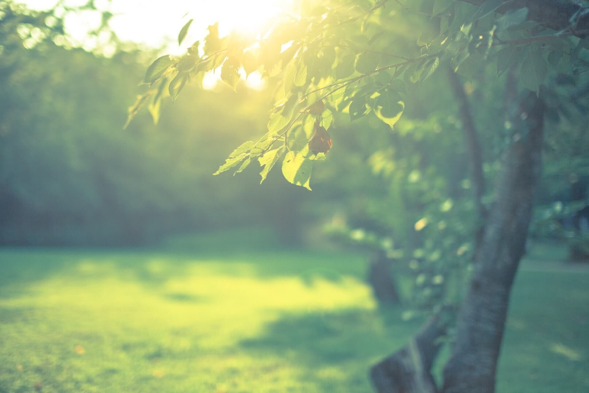 落ち着きのある緑の風景