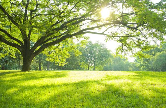 神奈川の樹木葬は宗教自由で皆様に安心してご利用いただけるのが特長です